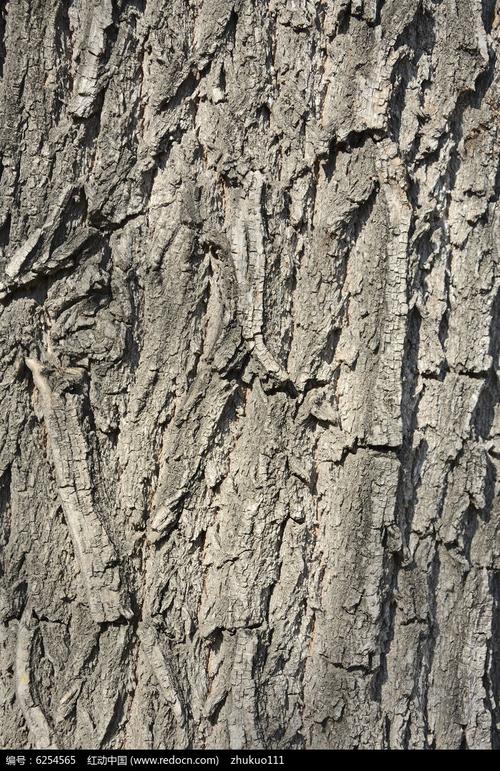 粗糙老树皮