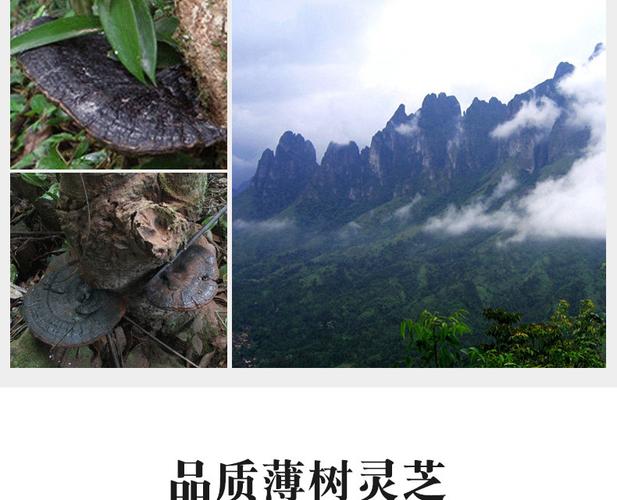 海南薄树灵芝 薄树芝 黑灵芝海南薄盖灵芝 中药材滋补