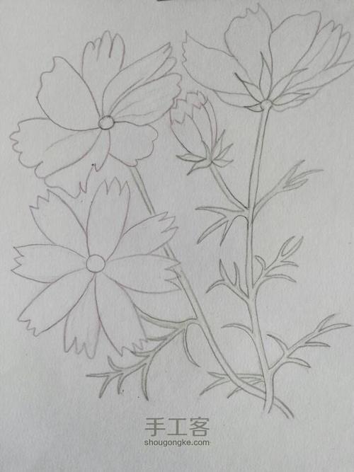 简笔画 手绘 线稿 720960 竖版 竖屏格桑花简笔画图片色铅笔下的花