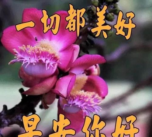 圣诞节最美的早上好问候祝福语温馨圣诞节早安心语唯美图片