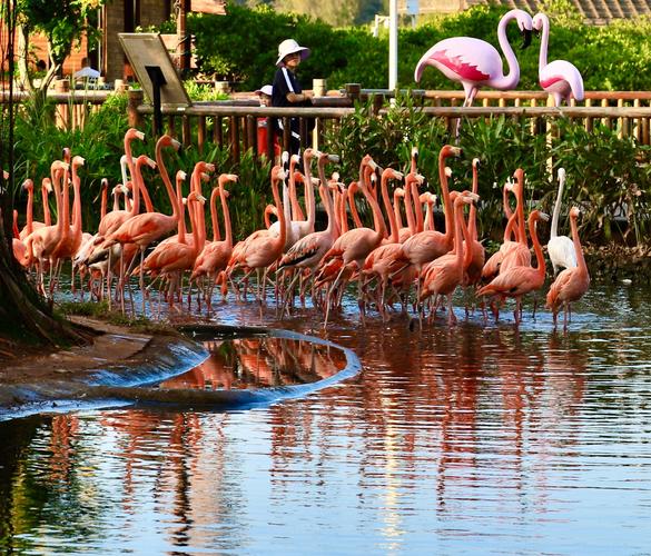 海南澄迈火烈鸟的家