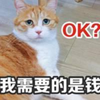 一脸忧郁的猫表情包_微信头像图片大全