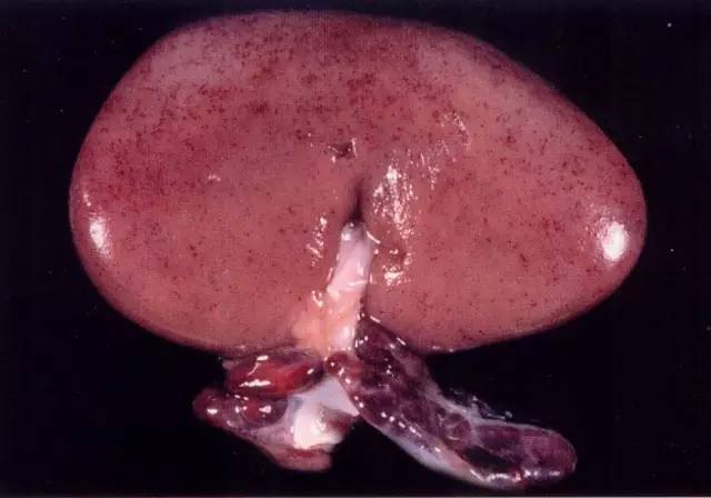 猪病理解剖高清图,值得收藏!