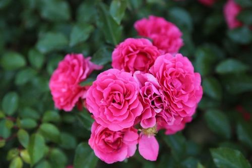 花丛中盛开的月季花唯美花卉图片分享!