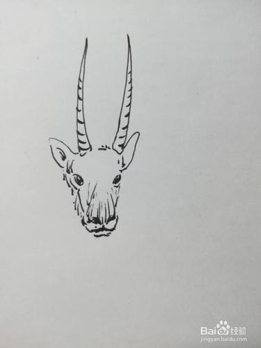怎么画藏羚羊线描绘画步骤
