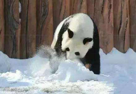 熊猫tv雪宝宝噢
