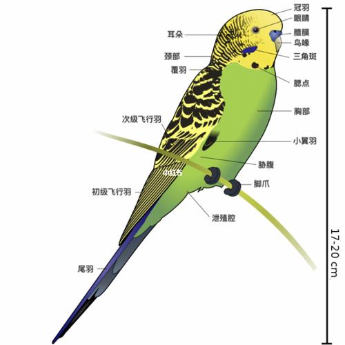 虎皮鹦鹉如何区分公母