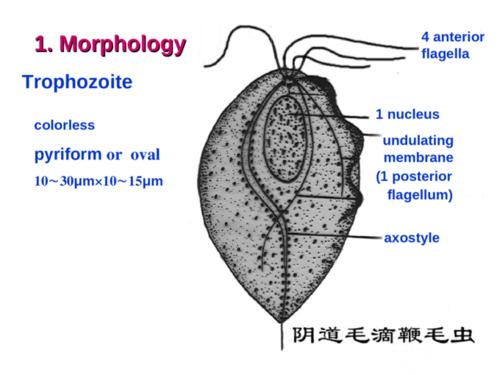 trichomonas vaginalis ( 阴道毛滴虫 )