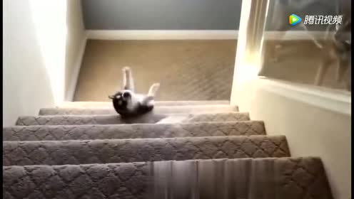 小二哈从楼梯滚下来!狗妈很淡定!二哈:我不是亲生的!