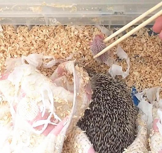 刺猬突然不出窝,发现肚子旁边有肉球,夹起来一看,惊喜