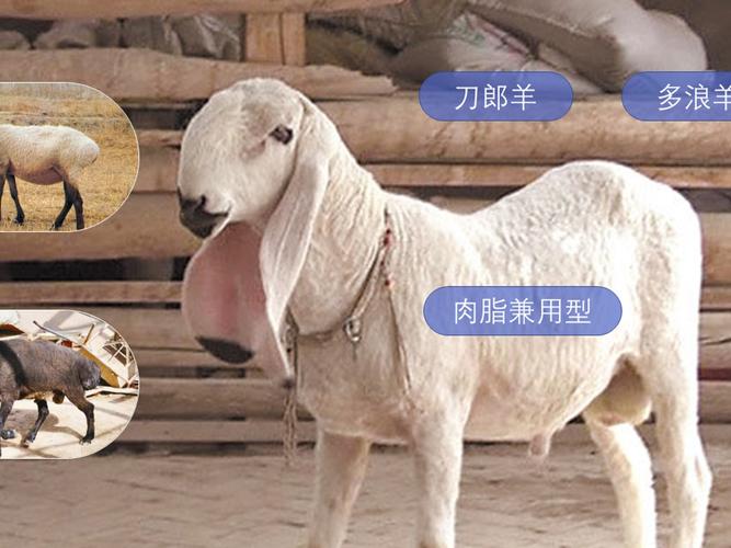刀郎羊又称多浪羊,是麦盖提土种羊与阿富汗的瓦尔吉尔肥羊杂交的肉脂