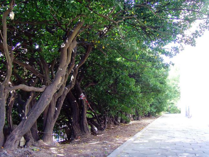 一别四十年,今日回母校,先看看教室外面的冬青树,没怎么长高,就是树干