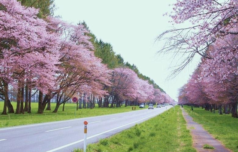 粉红春樱深度豪华北海道揽胜之旅8天