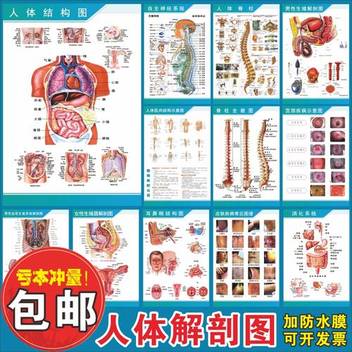 人体解剖彩色学骨骼结构图神经肌肉五脏六腑淋巴示意解刨器官挂图推荐