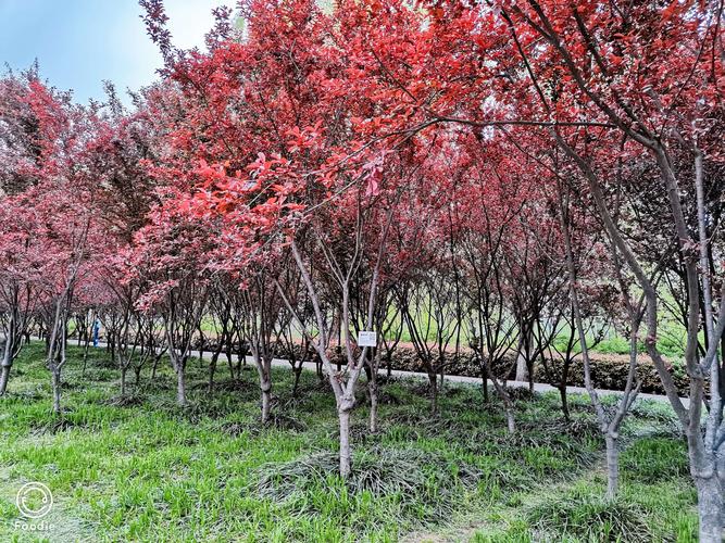 紫叶李,紫色发亮的叶子,在绿叶丛中,像一株株永不败的花朵,在青山绿水