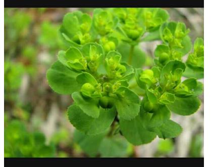 偏方中的一味药,名叫狮子头(见图),学名叫什么?