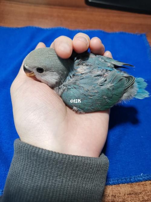 牡丹鹦鹉蓝银手养中_牡丹_断奶_牡丹鹦鹉_宠物_宠物