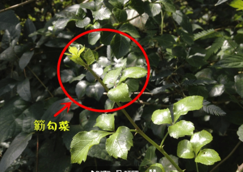农村姑娘种植的一道带刺稀品"野菜"100块钱一斤也难买到!