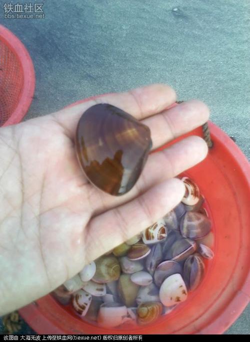[原创]挖"沙白"螺!