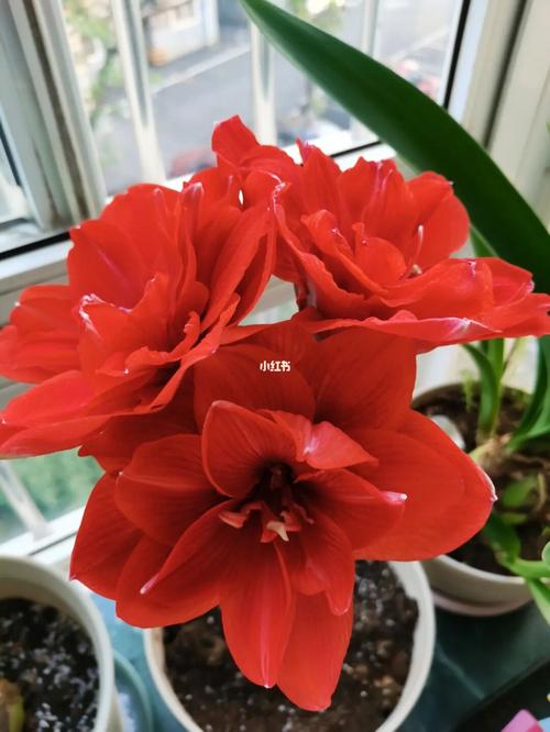 朱顶红樱桃妮芙开花了,难得的夏花_家装_花艺_家居_家居装饰_家居家装