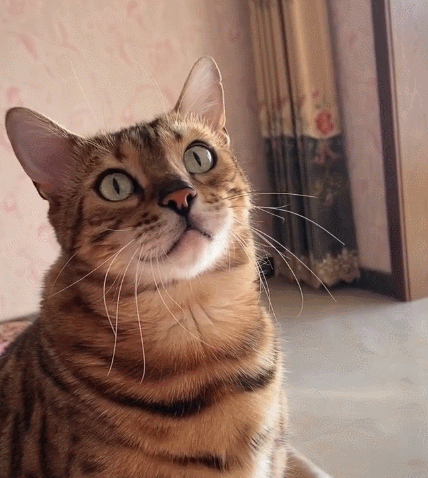 憨态可掬的喵星人,这乖巧的小模样,真是个可爱的家伙.