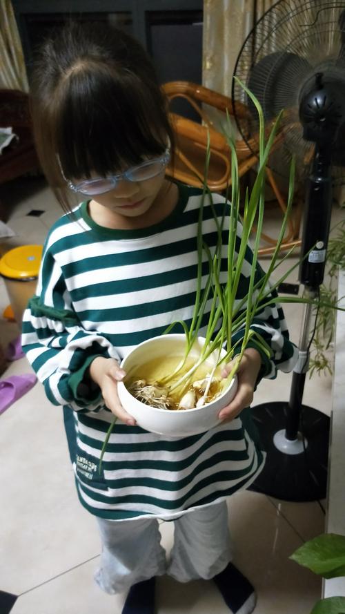 张玲娟的蒜苗成长过程