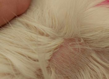 及时治疗问题都不大,今天就来给大家补充狗狗疥螨病如何治疗的知识