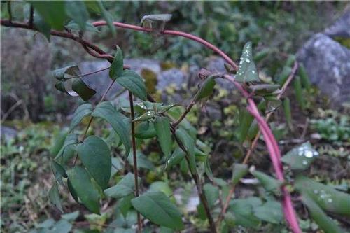百里杜鹃:种植中药材 增收有"良方"_金花葵