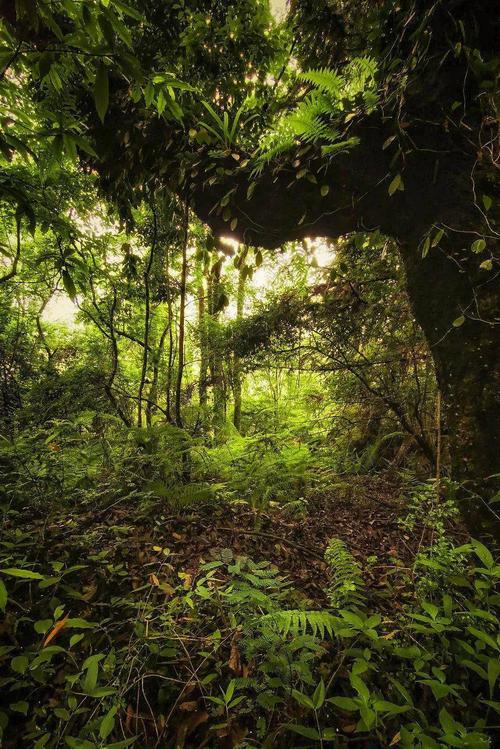 入选"中国最美森林"榜单,"世界物种的诺亚方舟"!