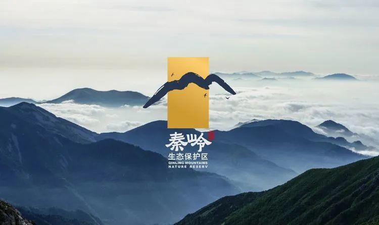 秦岭生物多样性保护丨检察听证 专家论证 安康铁检为古树名木撑起保护