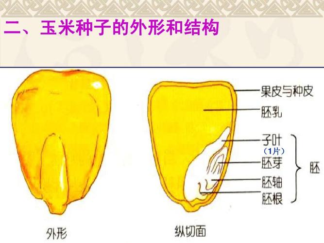 所有分类 初中教育 科学 植物的一生ppt  二,玉米种子的外形和结构