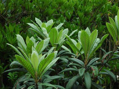 枇杷叶的功效与作用 可止咳镇痛