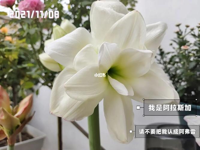 朱顶红阿拉斯加_锡场高速路口公交站攻略_朱顶红_家居