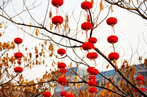 大红灯笼树上挂,吉祥喜庆迎新年