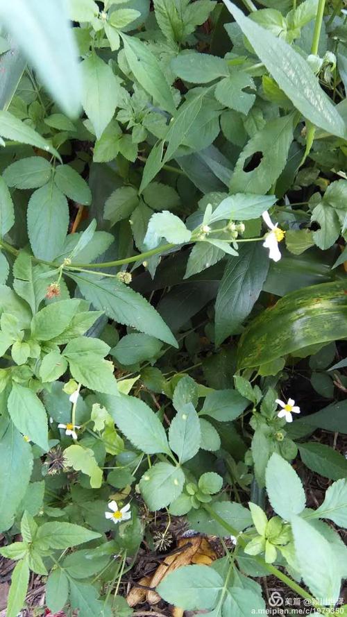 鬼针草(四方枝苦奈)的功效与作用(百度收集)