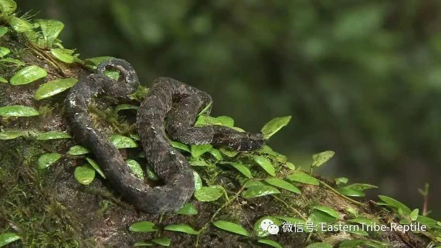 近似种区分要点:  与墨脱竹叶青:侧纵纹狭窄,眼黄色  与云南竹叶青