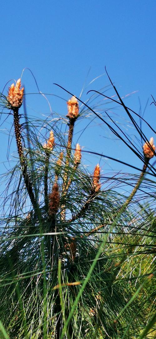 是松树马尾松的开花,花期是4-5月份,球果第二年10-12月成熟.