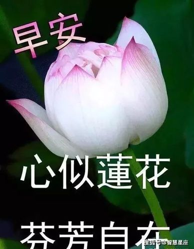 7月4日暖心早晨问候早上好动态美图,温馨幸福早安图片