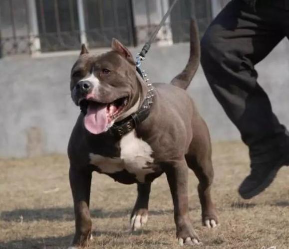 美国恶霸犬在中国的发展轨迹