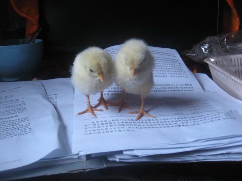 小鸡14天个别头部震颤瘫痪死后僵硬肠道不好腺胃有点病变像腺胃炎粪便