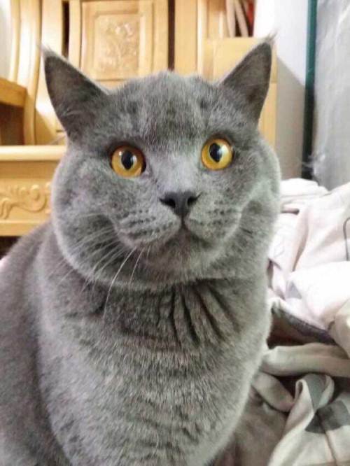 自家繁殖的蓝猫,看上的联系吧—北海短毛猫