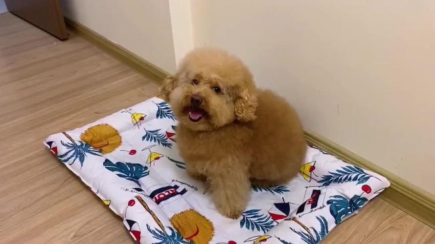 泰迪涂涂:你说什么,我看不见!