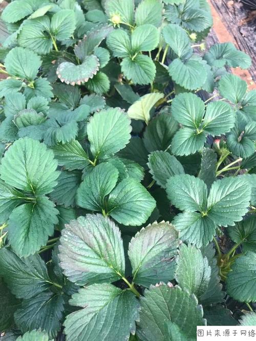 喷施磷酸二氢钾出现肥害多久能恢复?