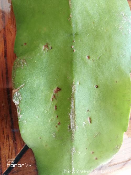 昙花叶片上坑坑洼洼的斑点是怎么回事呢?