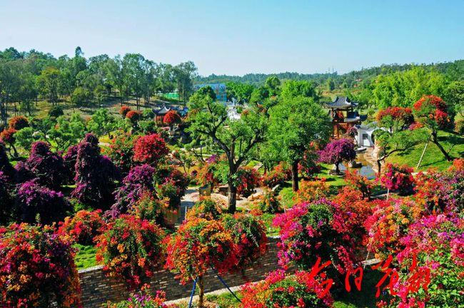惊艳占地3000亩马岭观花植物园美醉了