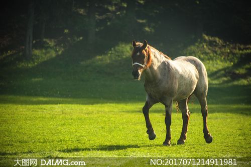 牧场上身强体壮的一匹好马高清图片_大图网图片素材