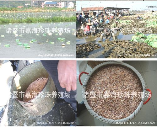 珍珠养殖基地