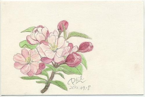 海棠花简笔画好看