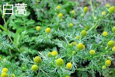 茵陈蒿和白蒿的区别叶子区别花朵区别