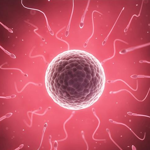 精子"存活率"低?别慌,尽量多吃这3种食物,或许助你"好